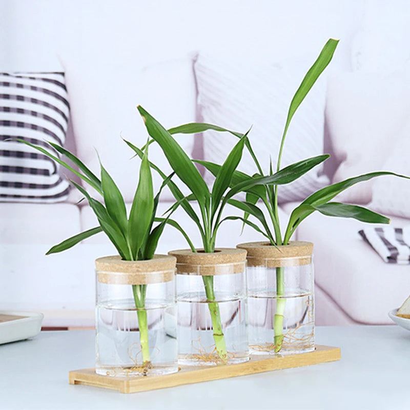 Hydroponic Glass Pot