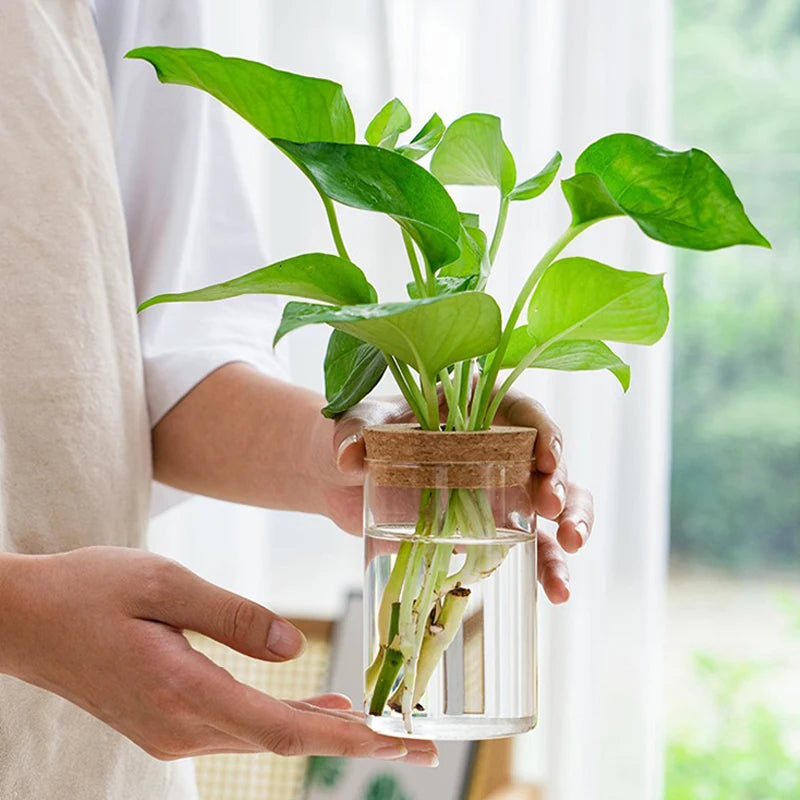 Hydroponic Glass Pot