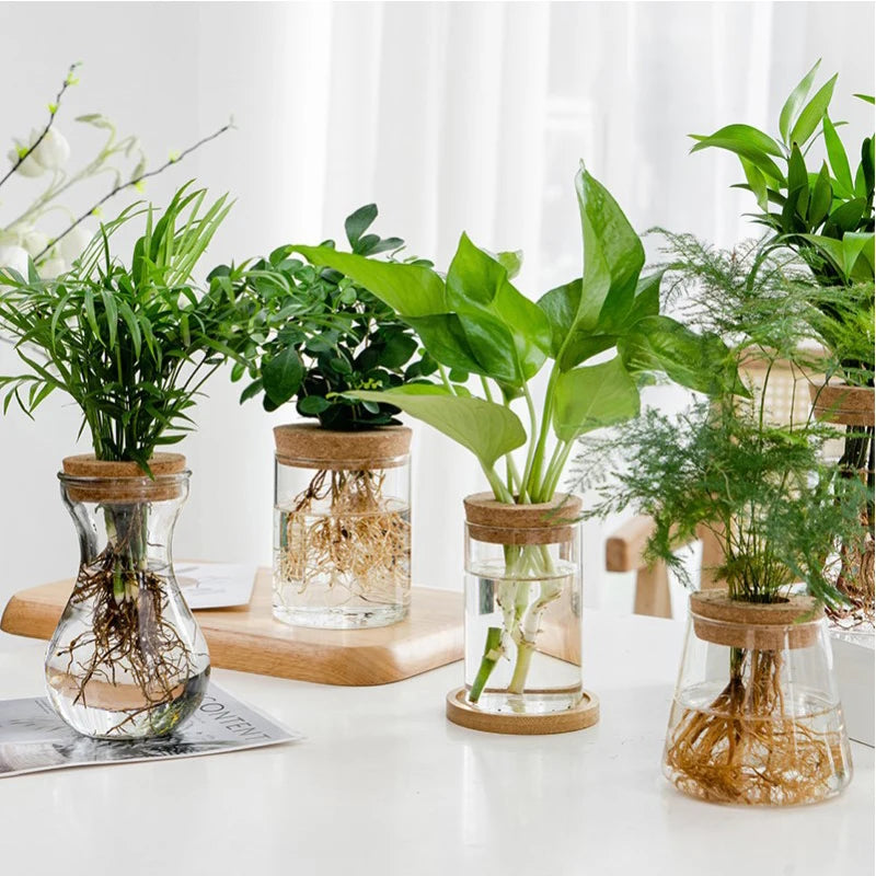 Hydroponic Glass Pot