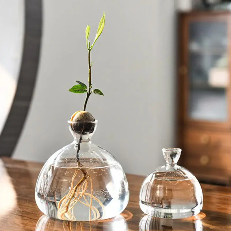 Glass propagation vases